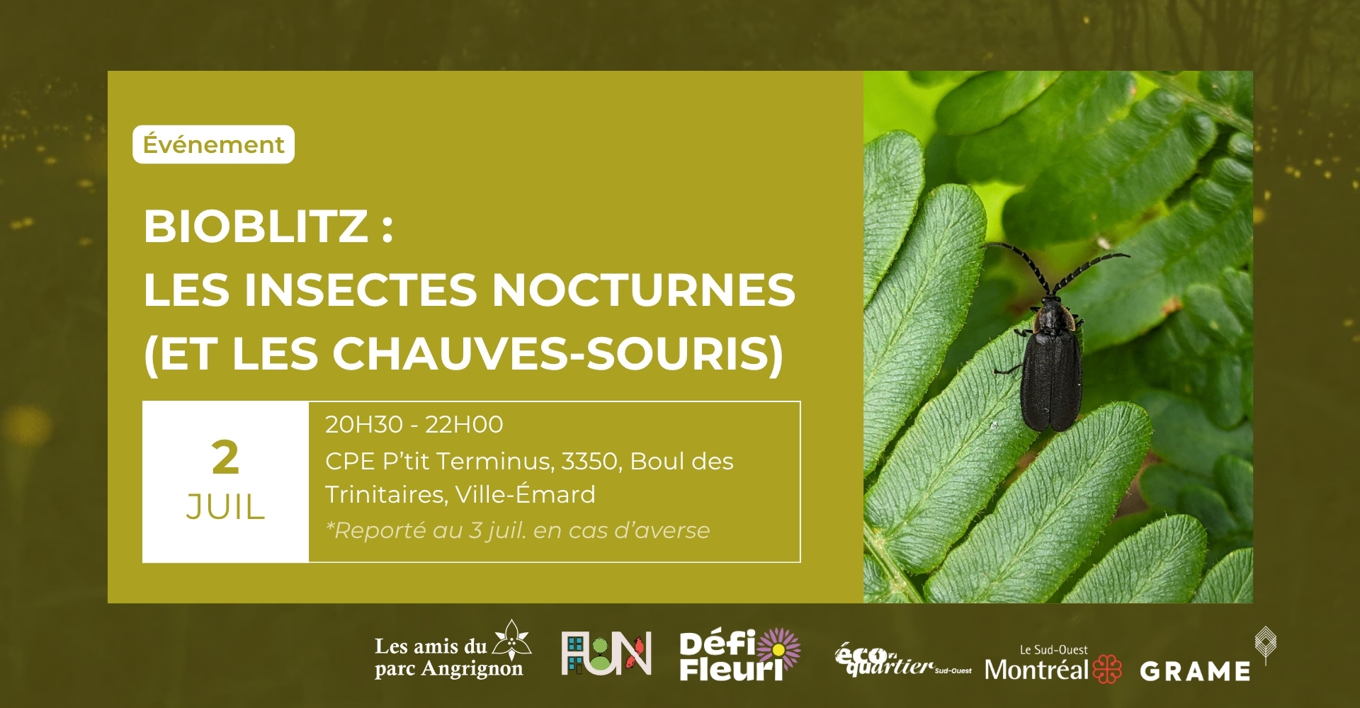 Bioblitz : Les insectes nocturnes
